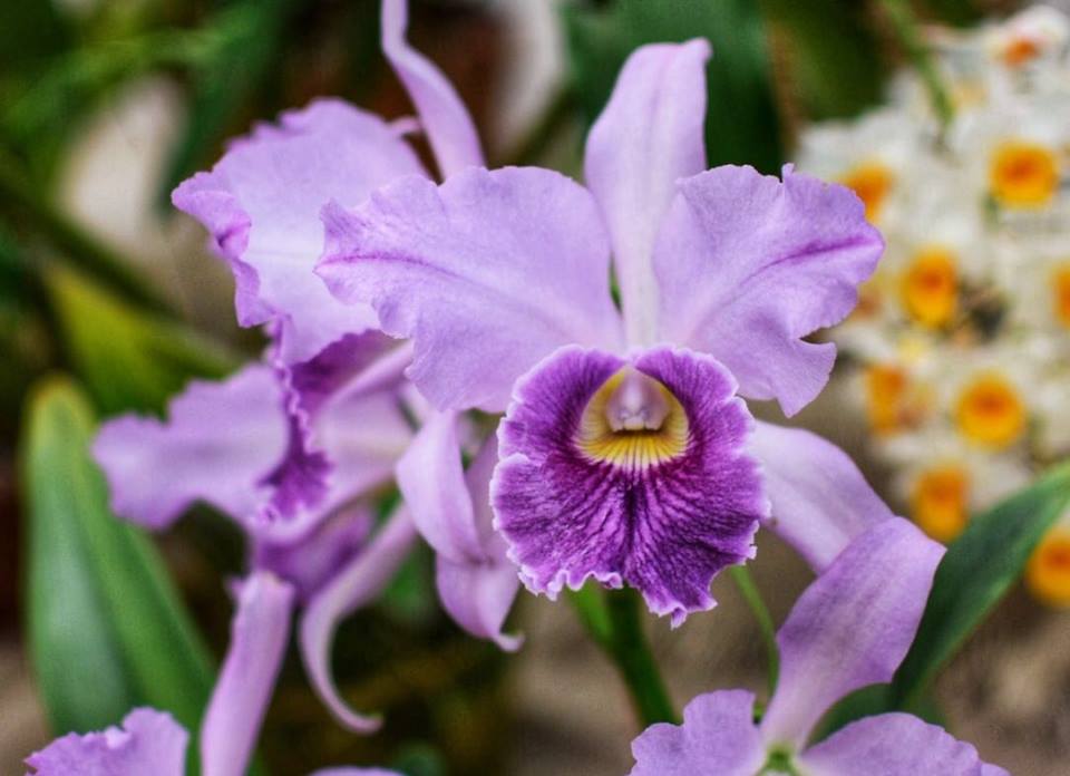 Feira e Exposição de Orquídeas