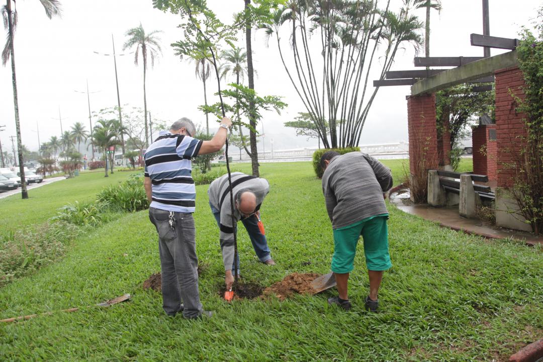 cuidadores de árvores