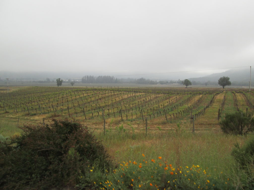 Chile, explorando história e vinicultura