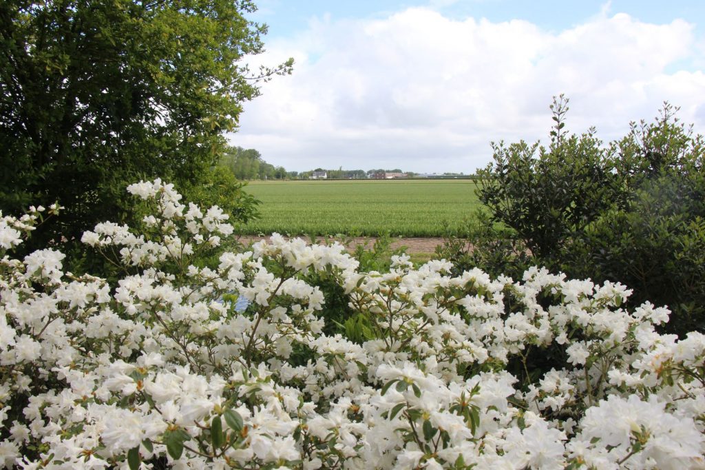 Aprender com a Holanda