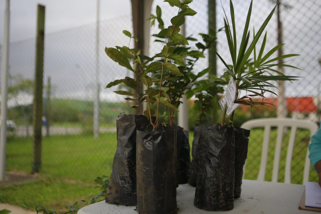 Guarujá distribui 700 mudas em comemoração ao Dia da Árvore