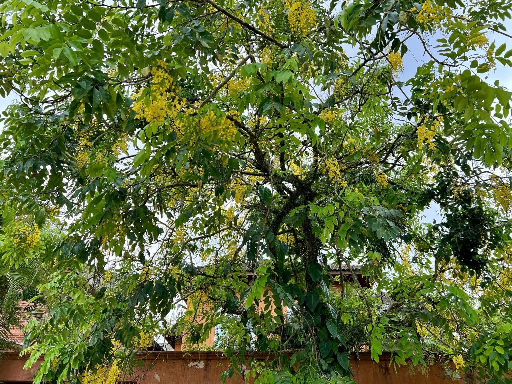 Guarujá conquista selo ‘Cidade Árvore do Mundo’ pelo segundo ano consecutivo