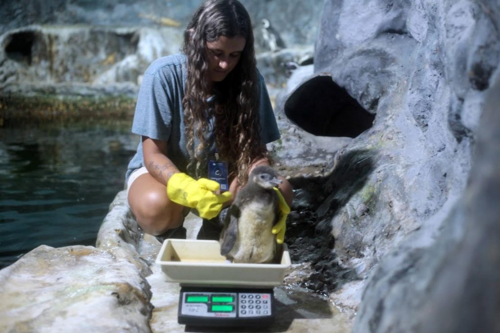 Filhote de pinguim nasce no Aquário de Santos e se torna atração do parque