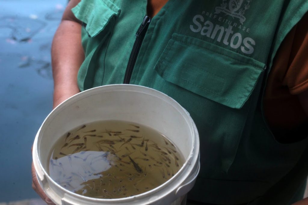 Peixinho é grande aliado no combate ao mosquito da dengue em Santos