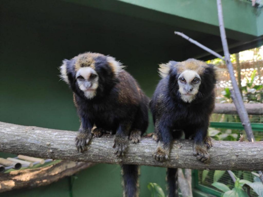 Orquidário de Santos renova parceria para conservação de espécies ameaçadas