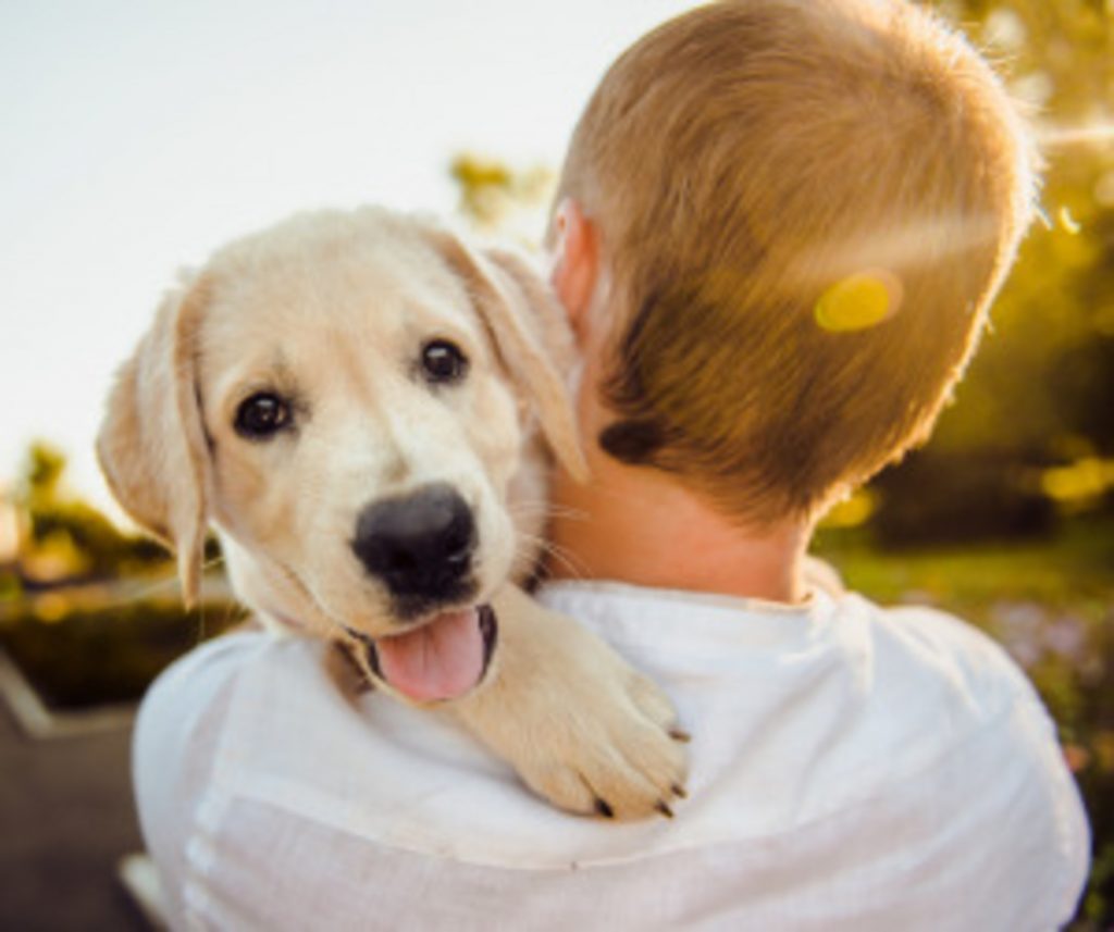 Férias com animais de estimação: conheça os destinos paulistas ‘pet friendly’