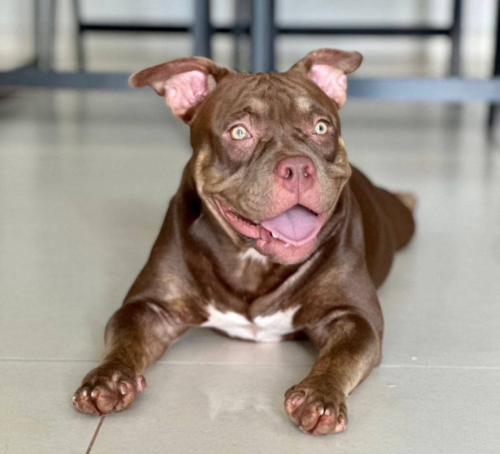 Governador sanciona lei para garantir bem-estar de cães e gatos no Estado