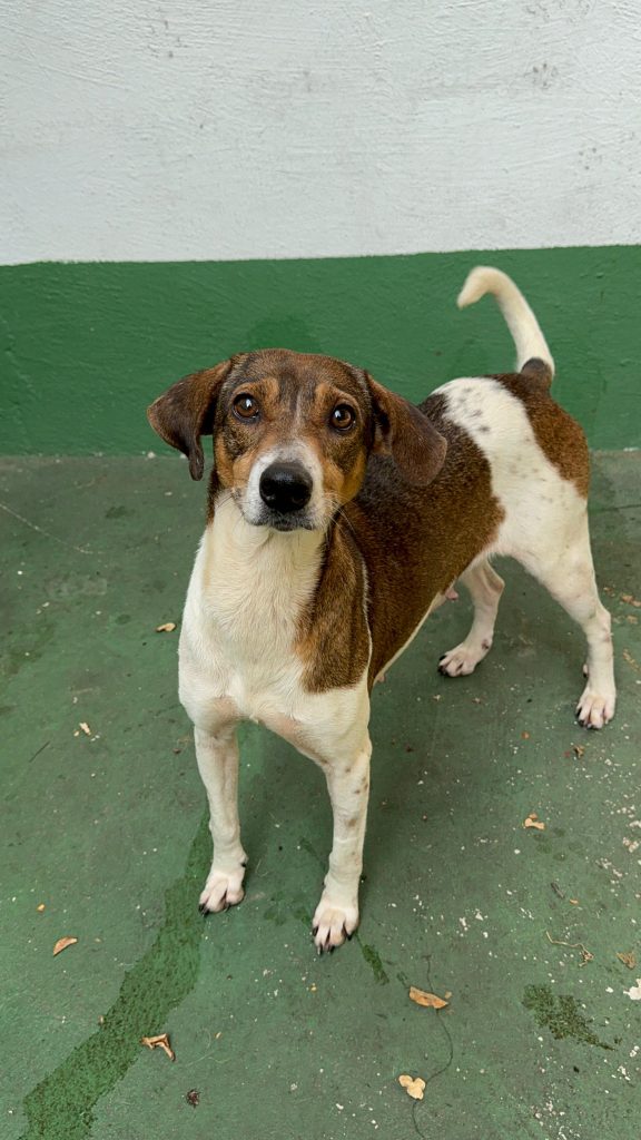Shopping Parque Balneário realiza mais uma edição do evento de adoção de cães