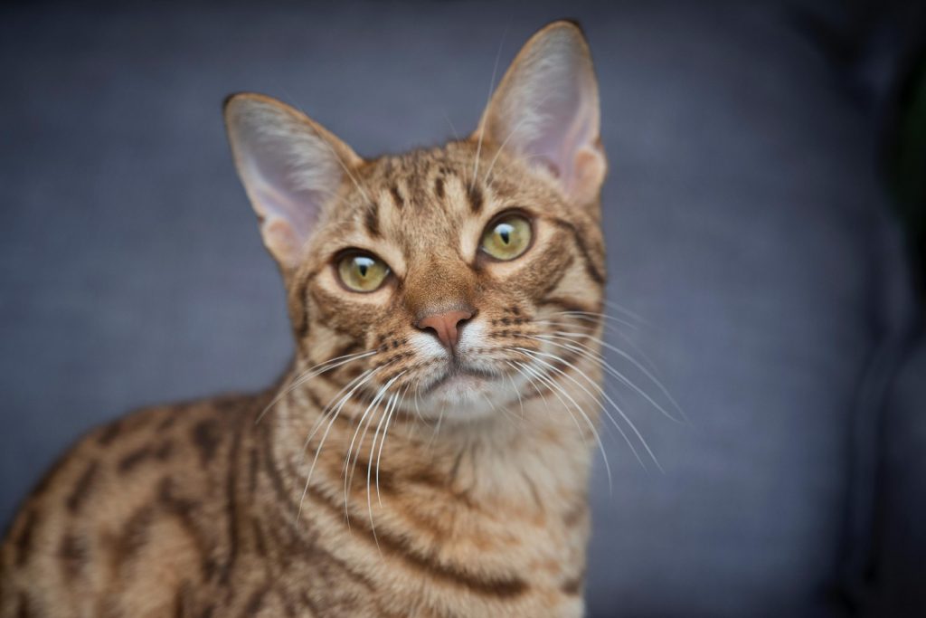Expo Gatos ocorrerá no Valongo, em Santos