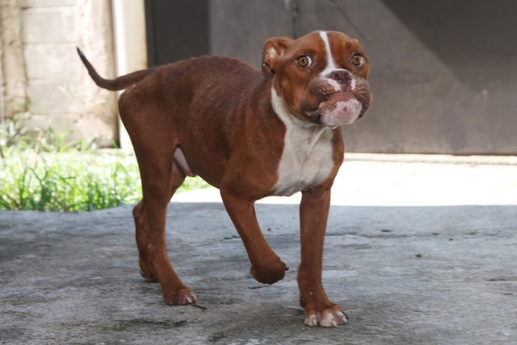 Santos abre mais de 700 vagas para agendamento de castrações