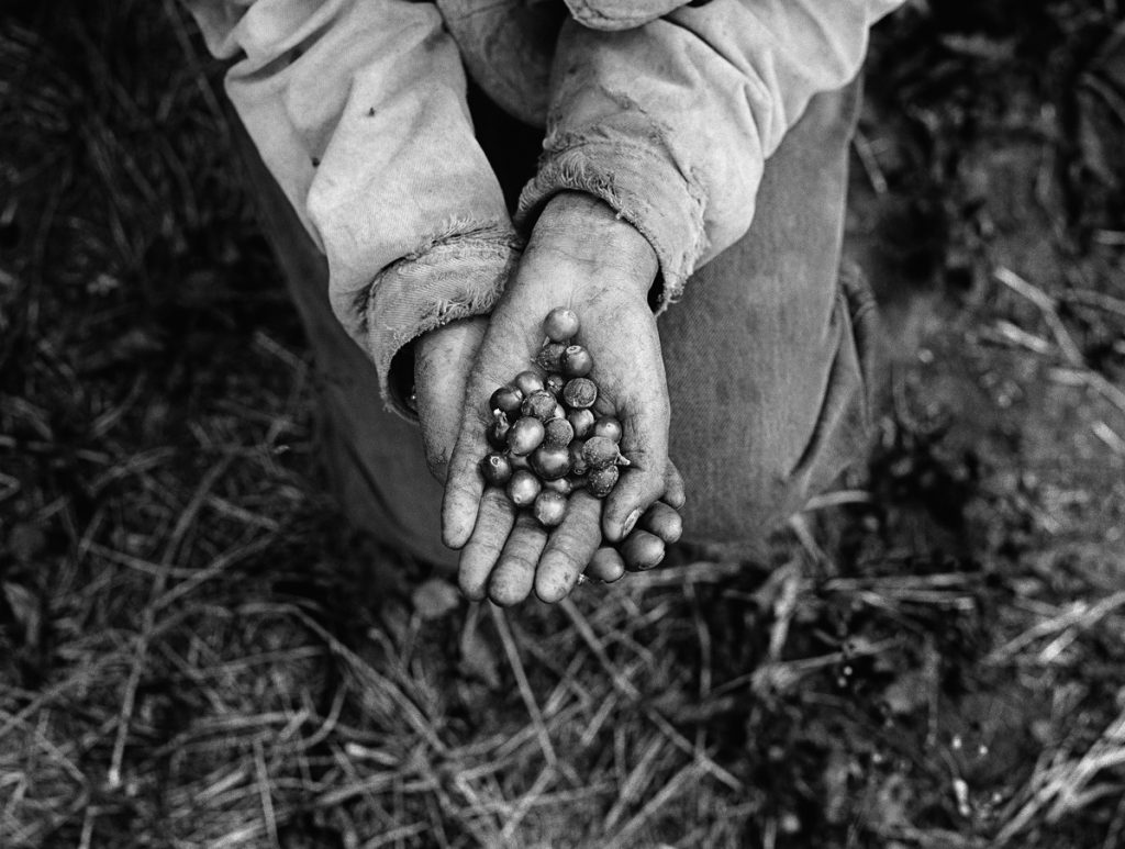 Exposição Coffea estreia no Museu do Café com foco humano e cultural