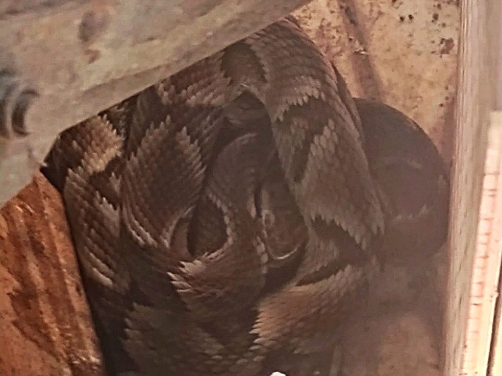 Jararaca é resgatada em residência de São Vicente