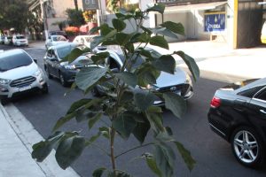 Rua Joaquim Távora, em Santos, ganha 57 novos ipês
