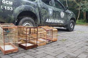 Guarda Civil de SV resgata aves silvestres mantidas em cativeiro irregular