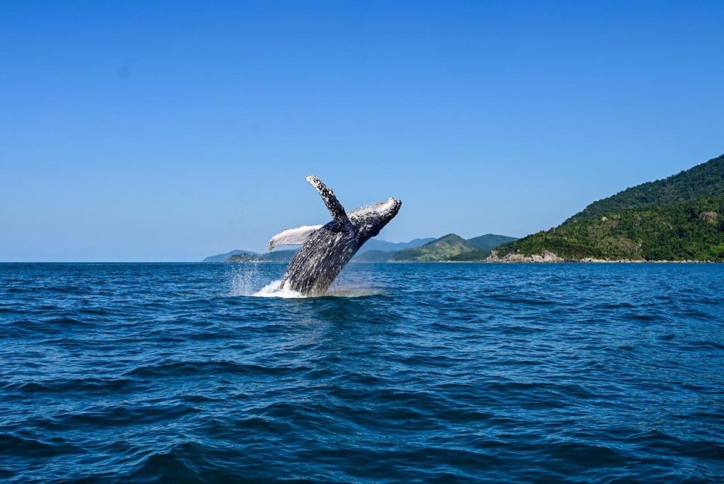 Ilhabela lança guia virtual com IA para turismo no inverno