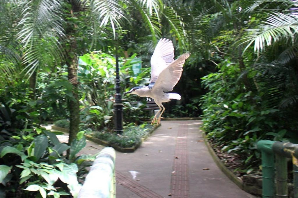 Dia das Crianças no Orquidário de Santos terá atividades educativas sobre aves