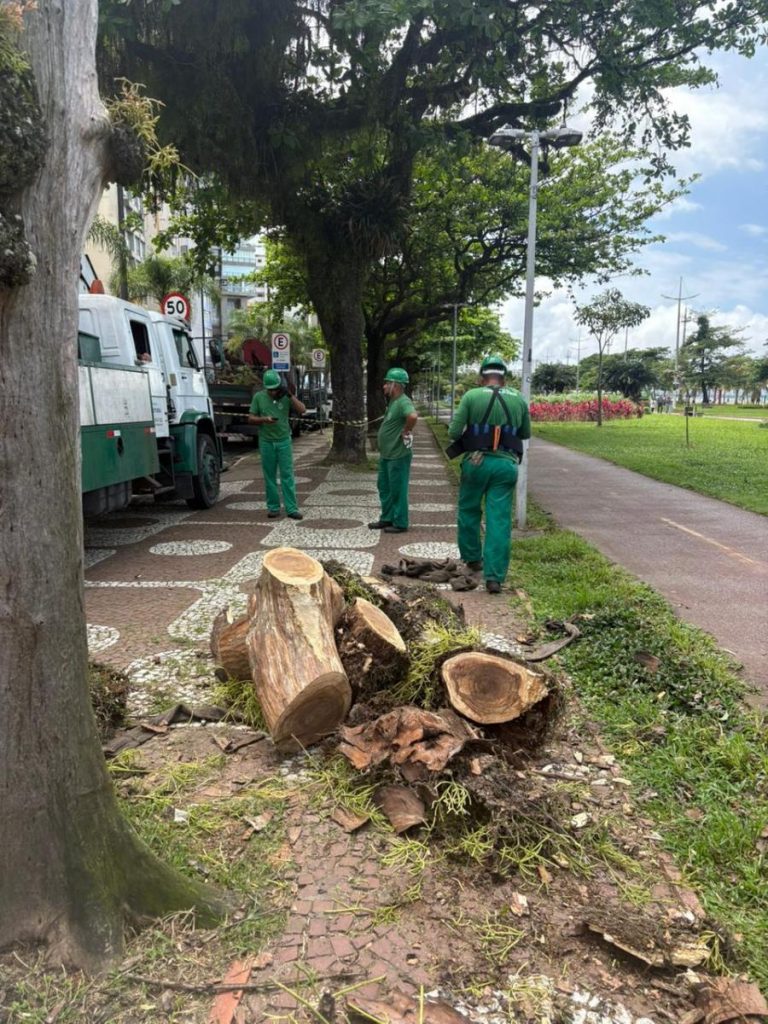 Troncos de árvores serão transformados em bancos sustentáveis