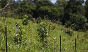 Revisão do IBGE: Mata Atlântica perde 1% de área e Cerrado ganha 1,8%