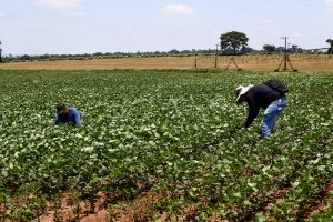 Agronegócio de SP registra superávit histórico de US$ 23,09 bilhões em 2025