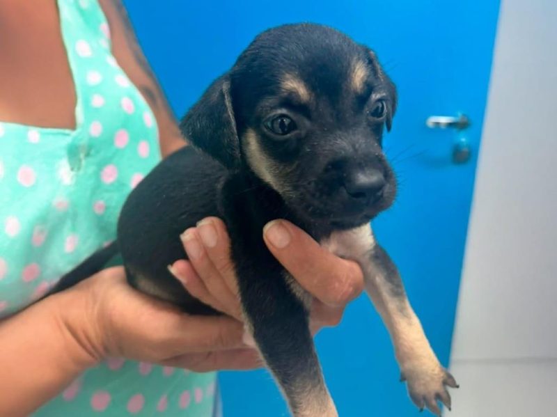 Filhote de cachorro Foto: Divulgação/PMM