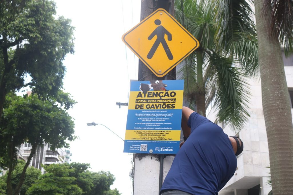 Campanha começa a alertar e orientar sobre a presença de gaviões em Santos
