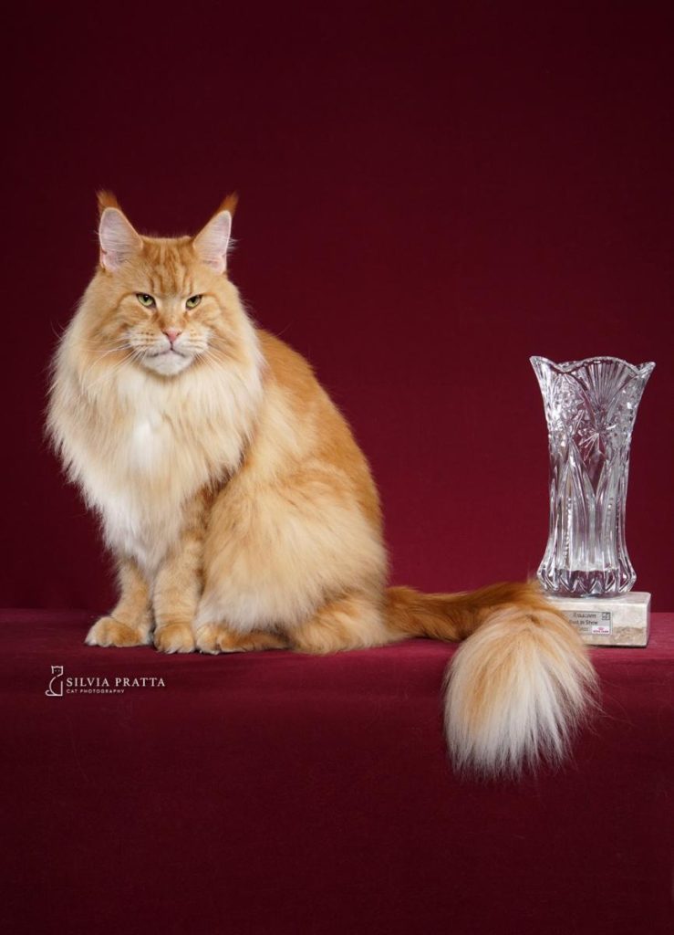 Festival leva mais de 130 gatos e promove feira de adoção no Parque Valongo