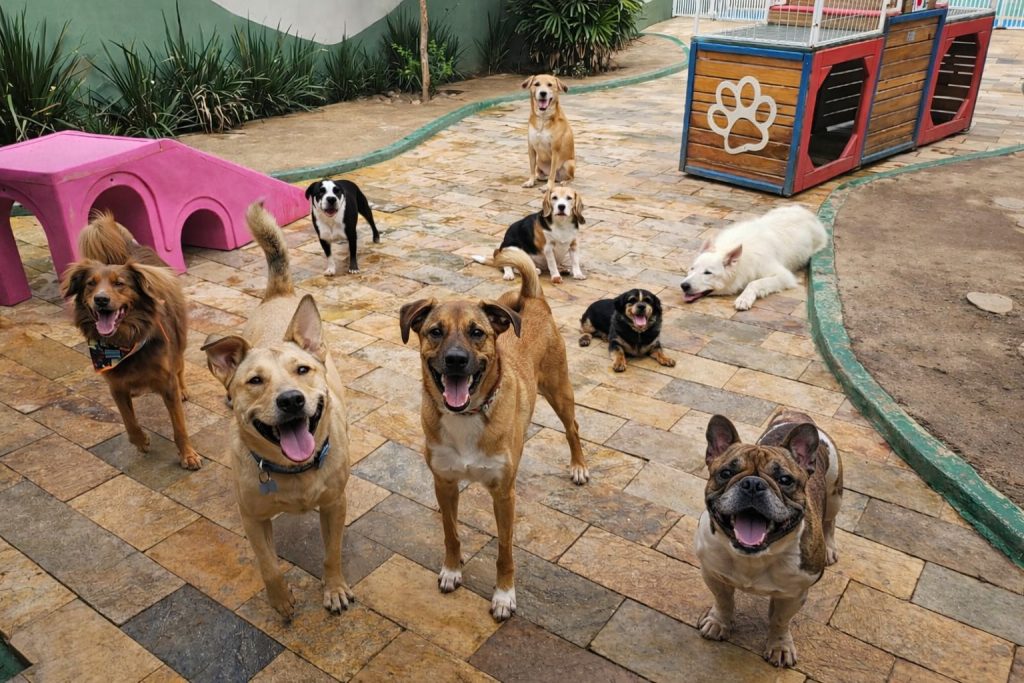 Cães também têm amigos: socialização melhora o equilíbrio emocional dos pets