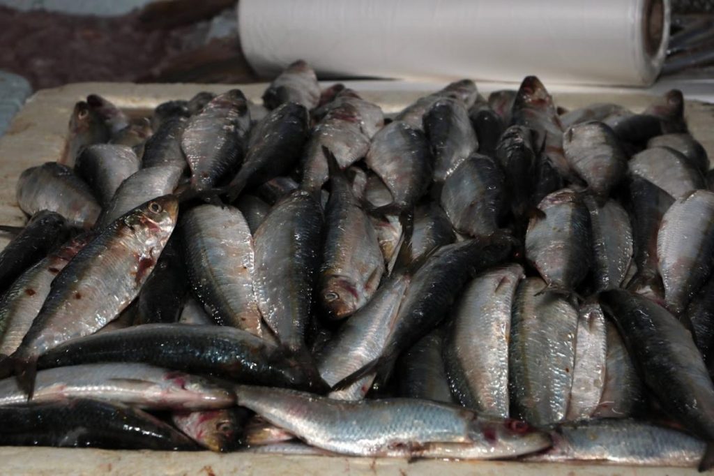 Festival oferece sardinha a partir de R$ 12,99 no Mercado de Peixes de Santos