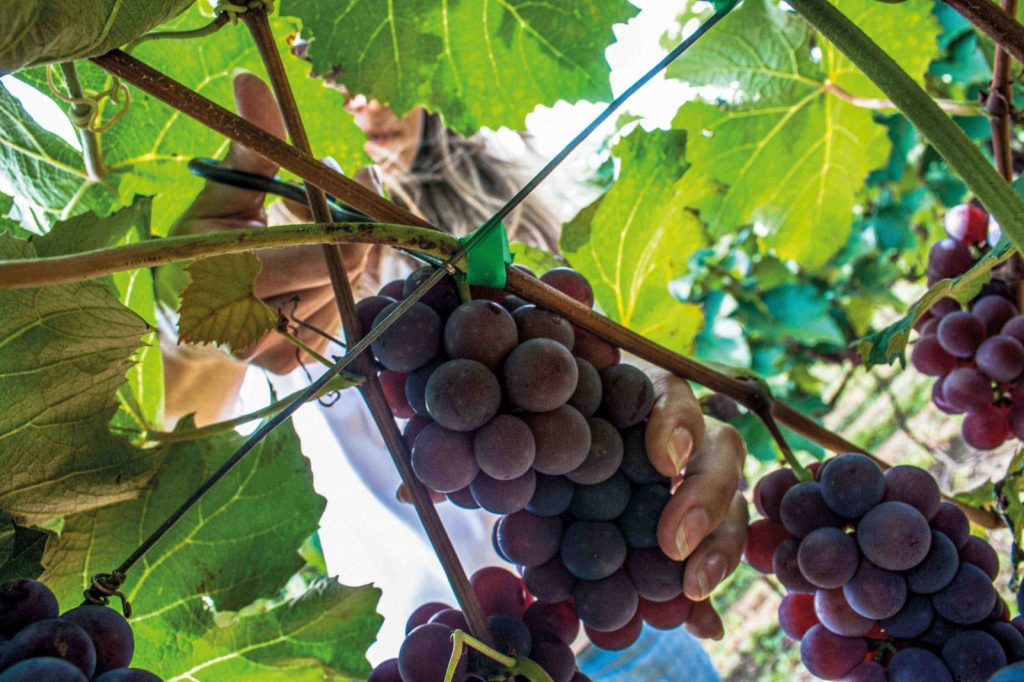 Festa da Uva e do Vinho movimenta turismo em Vinhedo