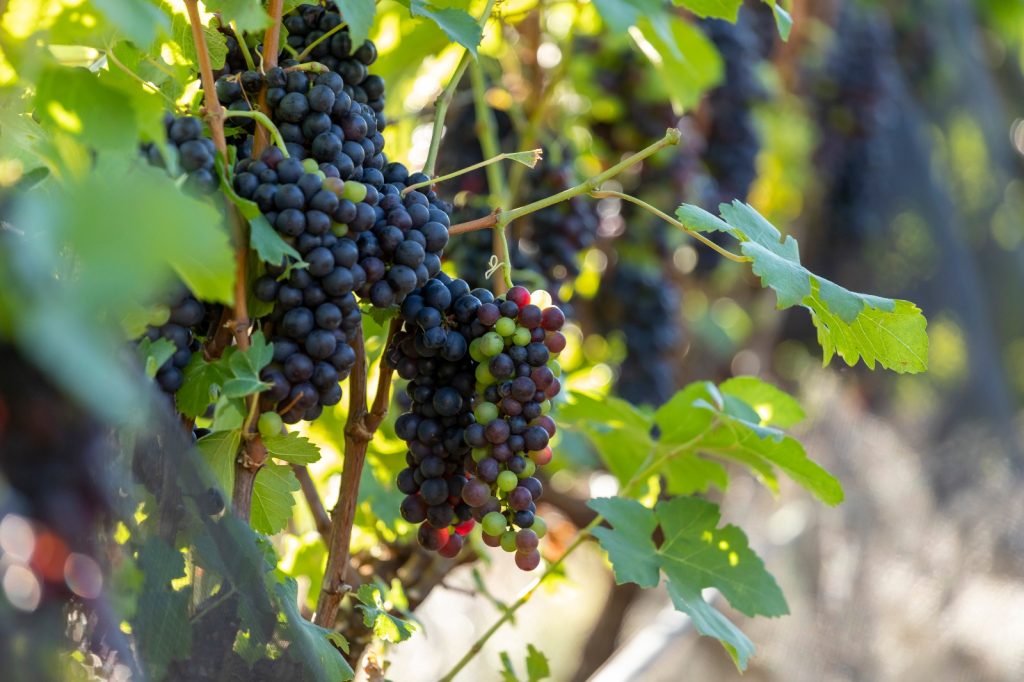 Governo de SP atualiza Rotas do Vinho e amplia programa para 87 atrativos turísticos